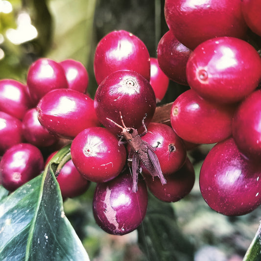 Conociendo el café especial de Planadas - Tolima