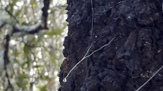 ¿Conoces el mielato de roble?