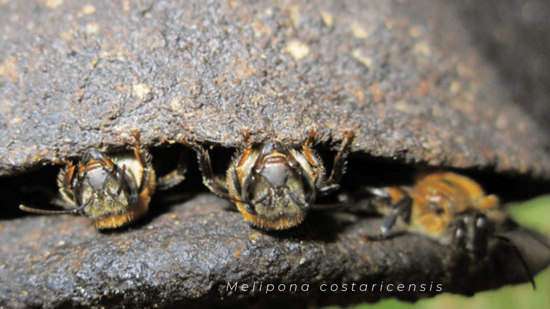 ¿Conoces nuestras abejas nativas?