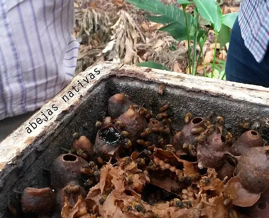 ¿Qué tipo de abeja produce miel?