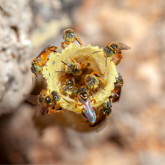 Miel de Abejas Angelitas 70gr PACK X2