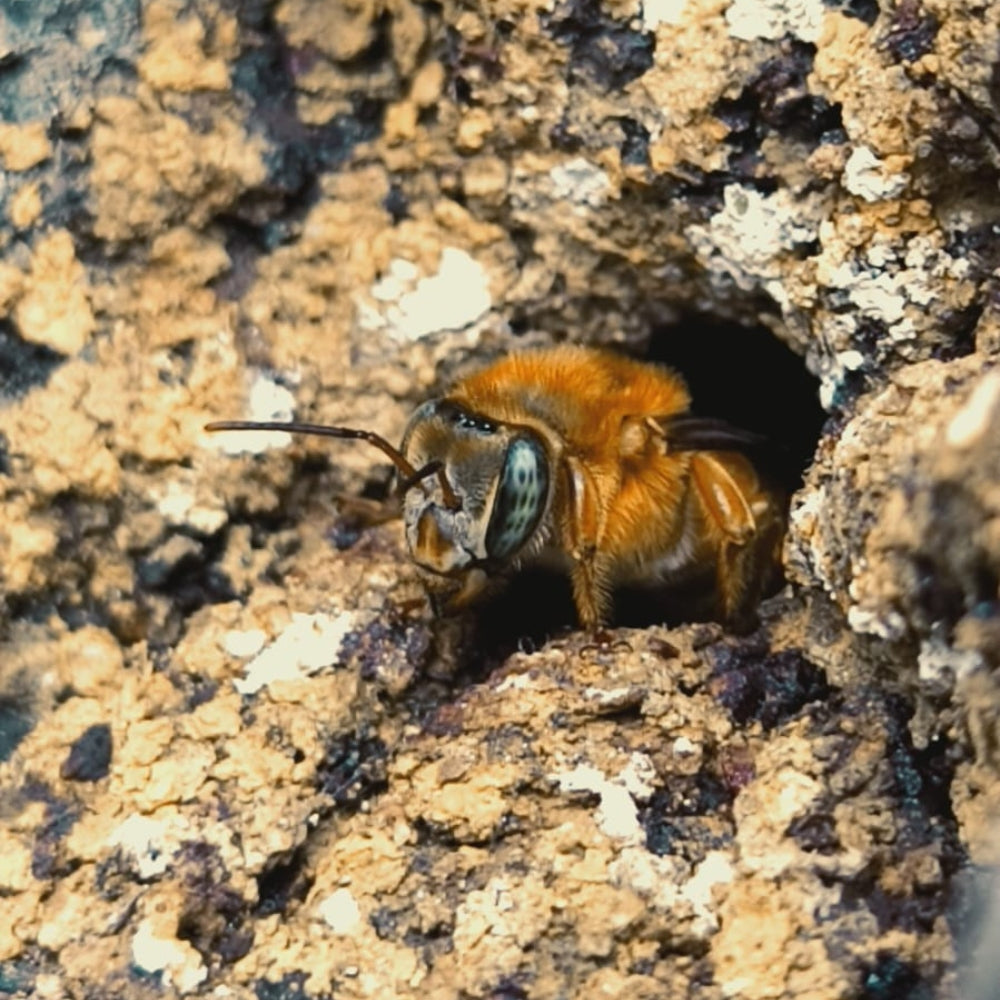 Miel de Abejas Meliponas 70gr PACK X2