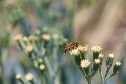 ¿Qué otras sustancias producen las abejas?