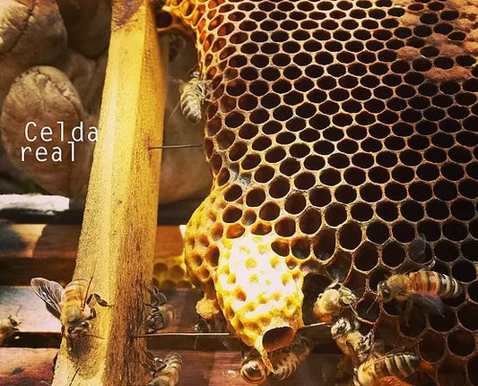 ¿Es peligrosa la abeja melífera?