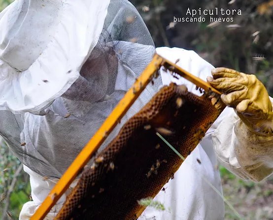 La labor del apicultor