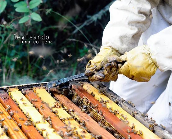 ¡La miel de abeja sí cristaliza!
