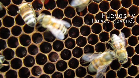 Elige miel de apicultura tecnificada