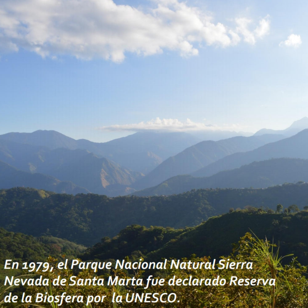 Miel Cosecha Especial Sierra Nevada de Santa Marta 650gr