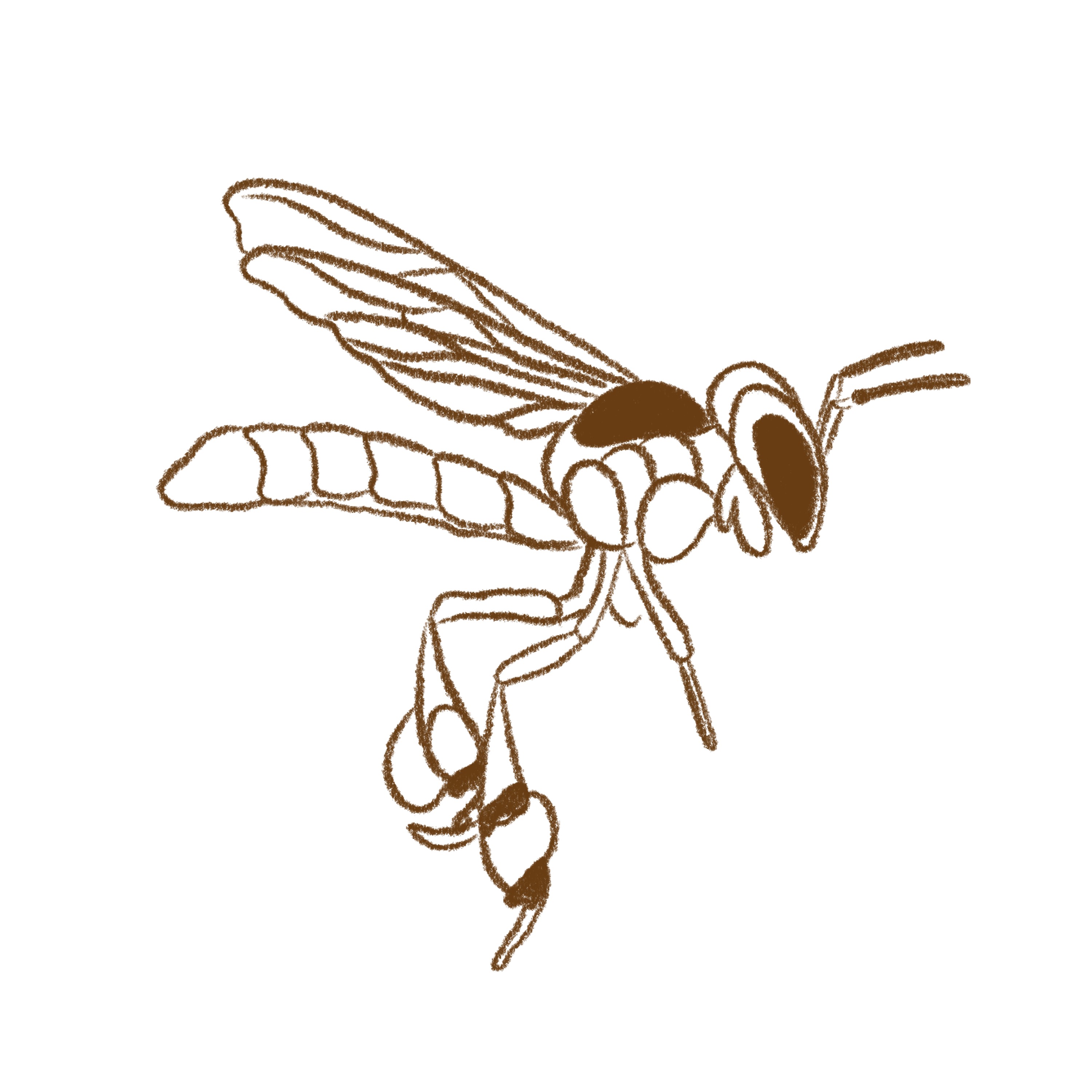 Abejas nativas